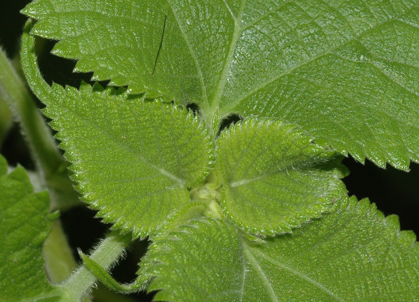 Urticaceae Boehmeria nivea