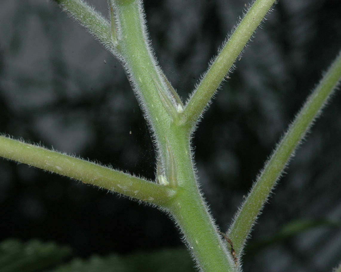 Urticaceae Boehmeria nivea