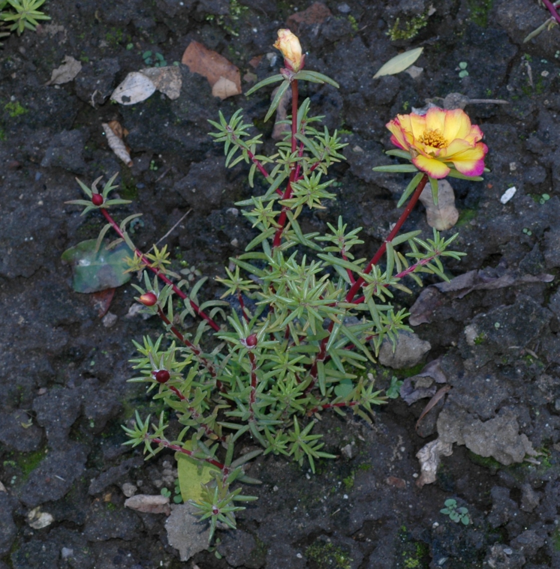 Portulacaceae Portulaca grandiflora