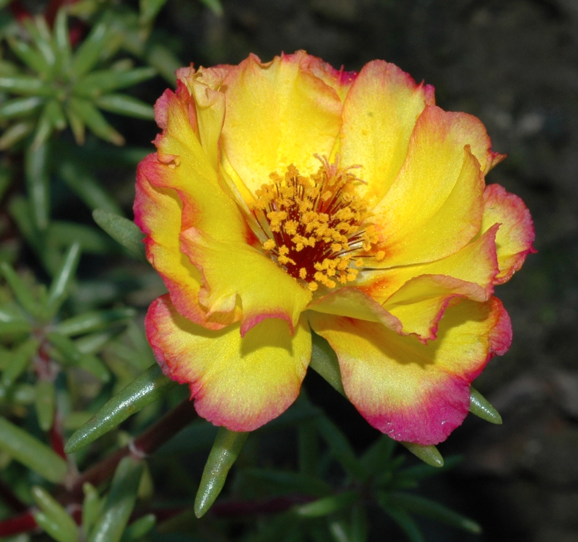 Portulacaceae Portulaca grandiflora