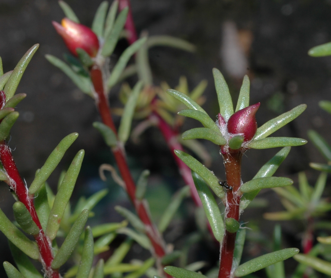 Portulacaceae Portulaca grandiflora