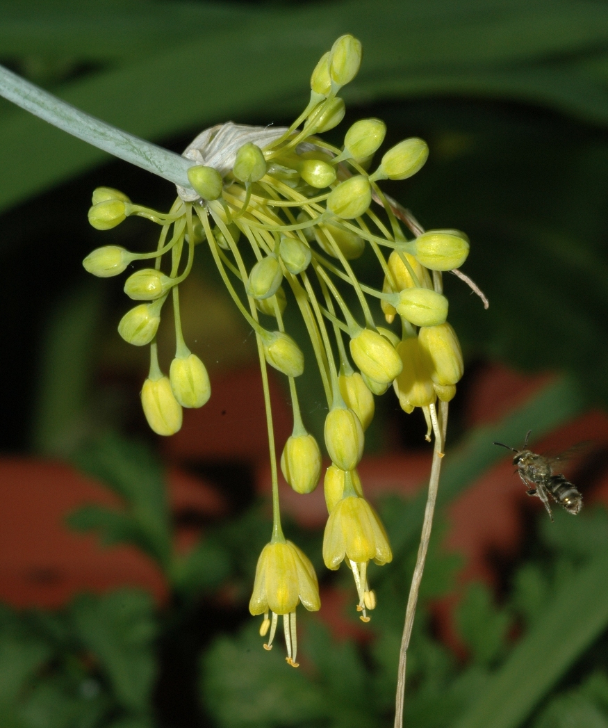 Apidae  