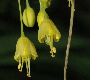 image of Allium flavum