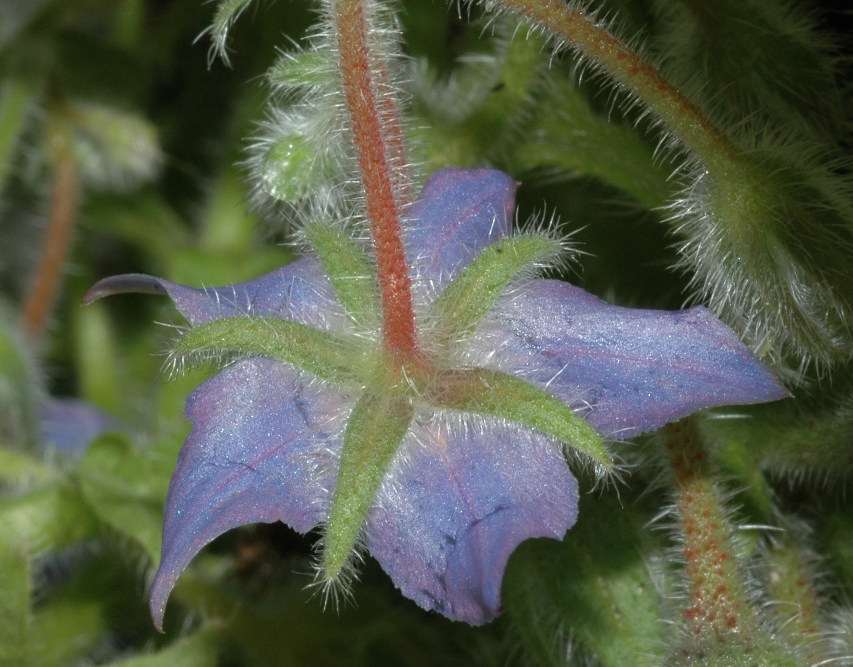 Boraginaceae Borago officinalis