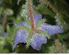 image of Borago officinalis