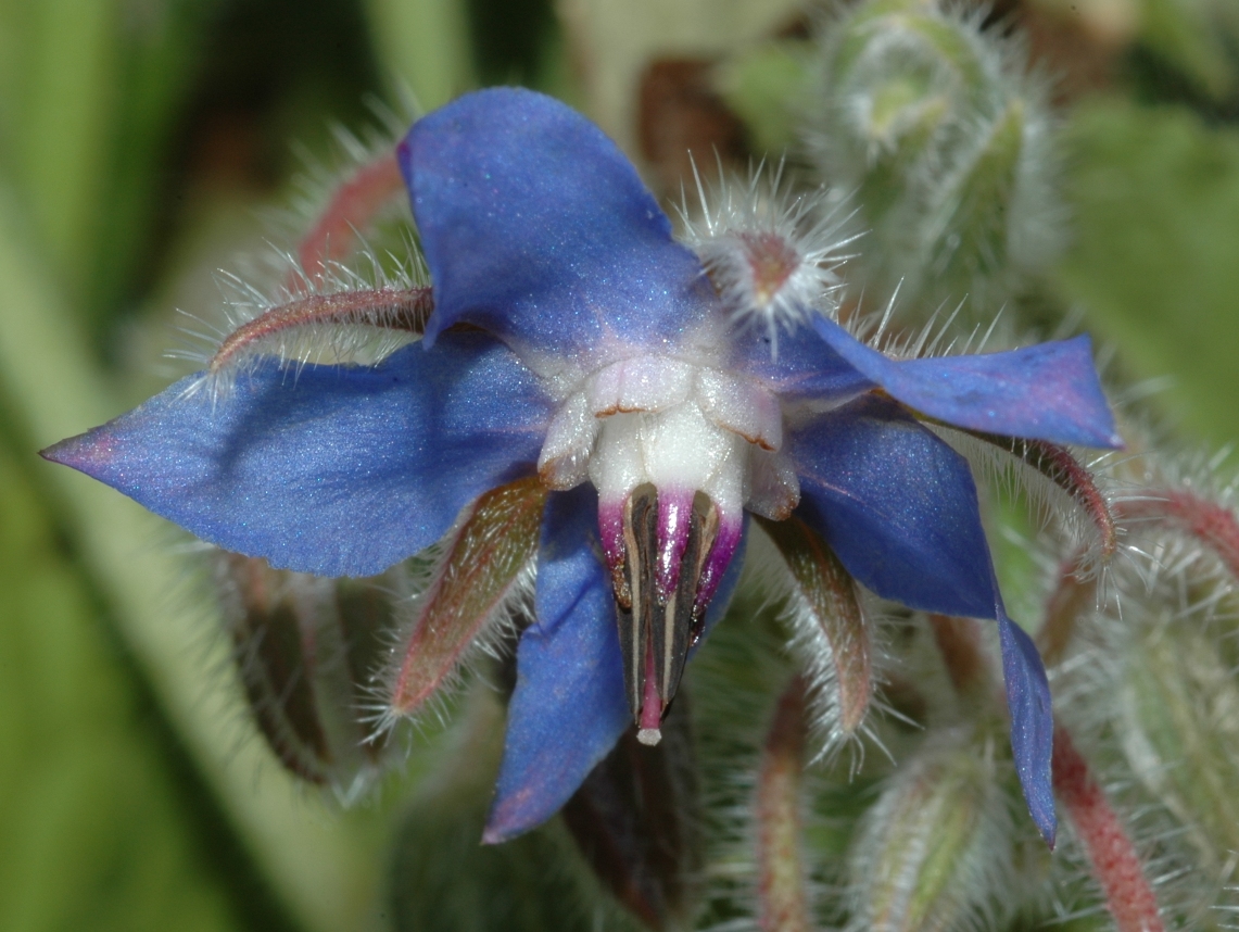 Boraginaceae Borago officinalis