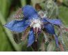 image of Borago officinalis