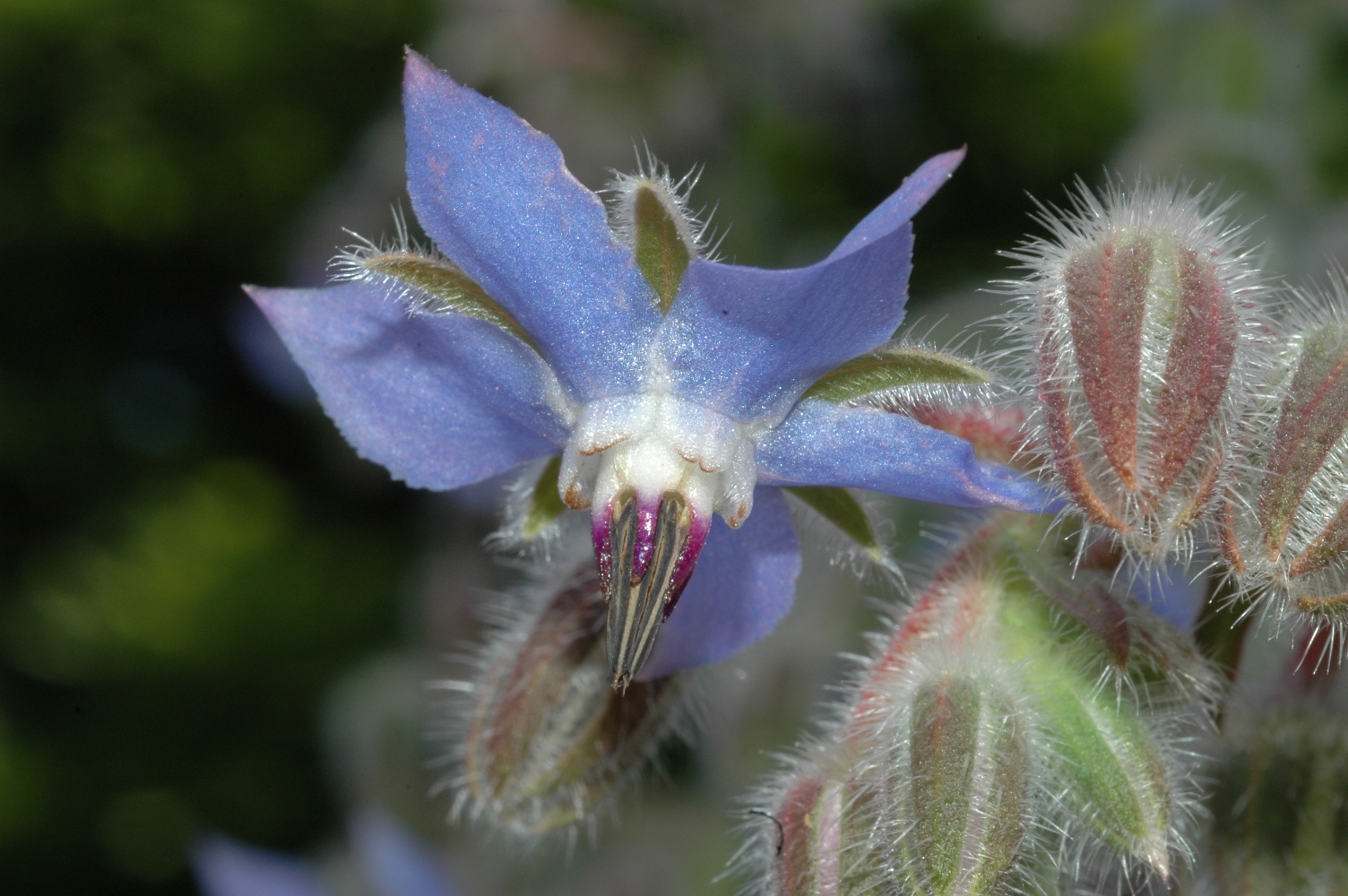 Boraginaceae Borago officinalis