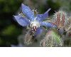 image of Borago officinalis