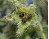 image of Borago officinalis