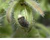 image of Borago officinalis