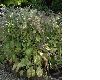 image of Borago officinalis