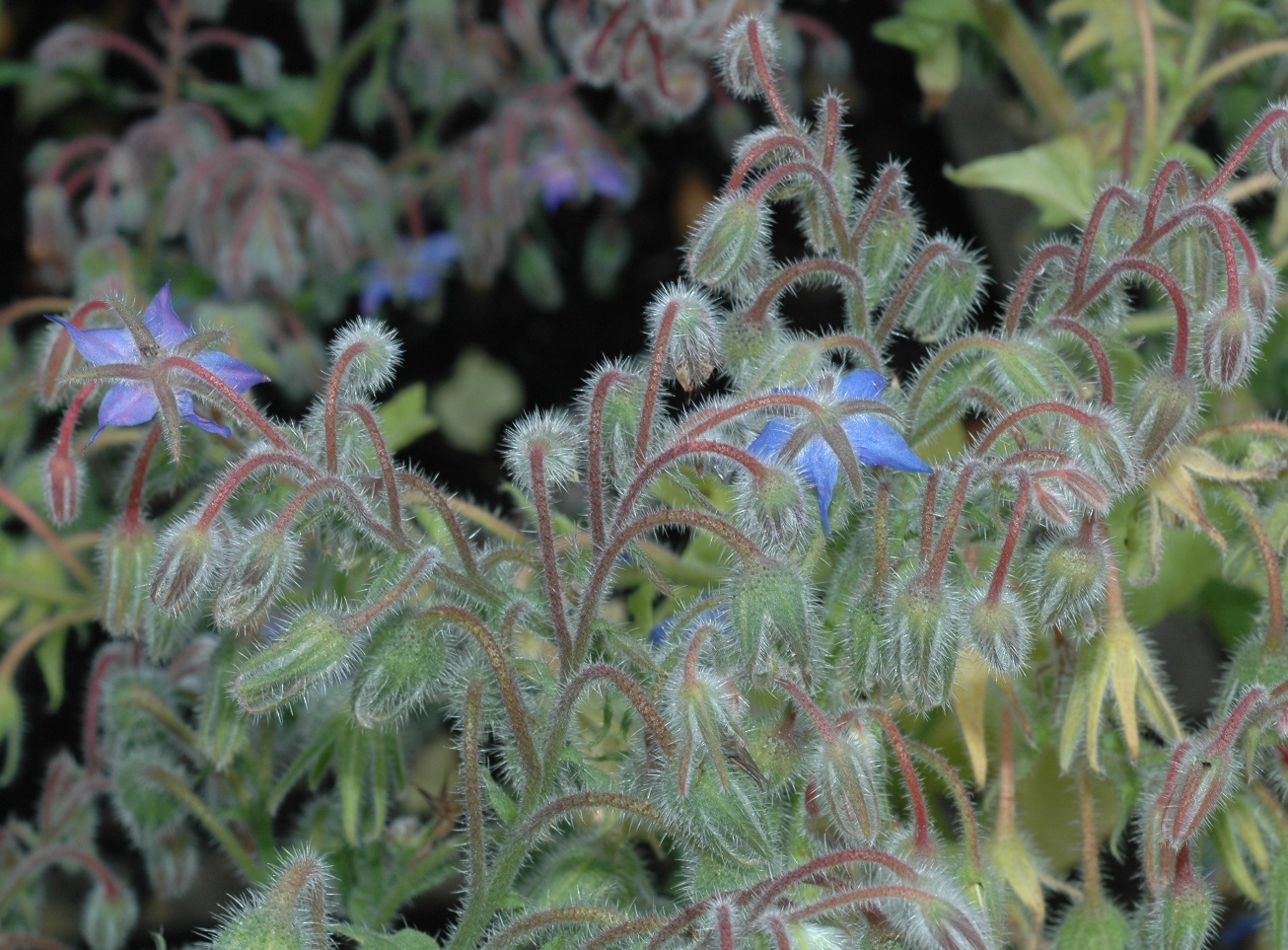 Boraginaceae Borago officinalis