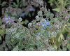 image of Borago officinalis