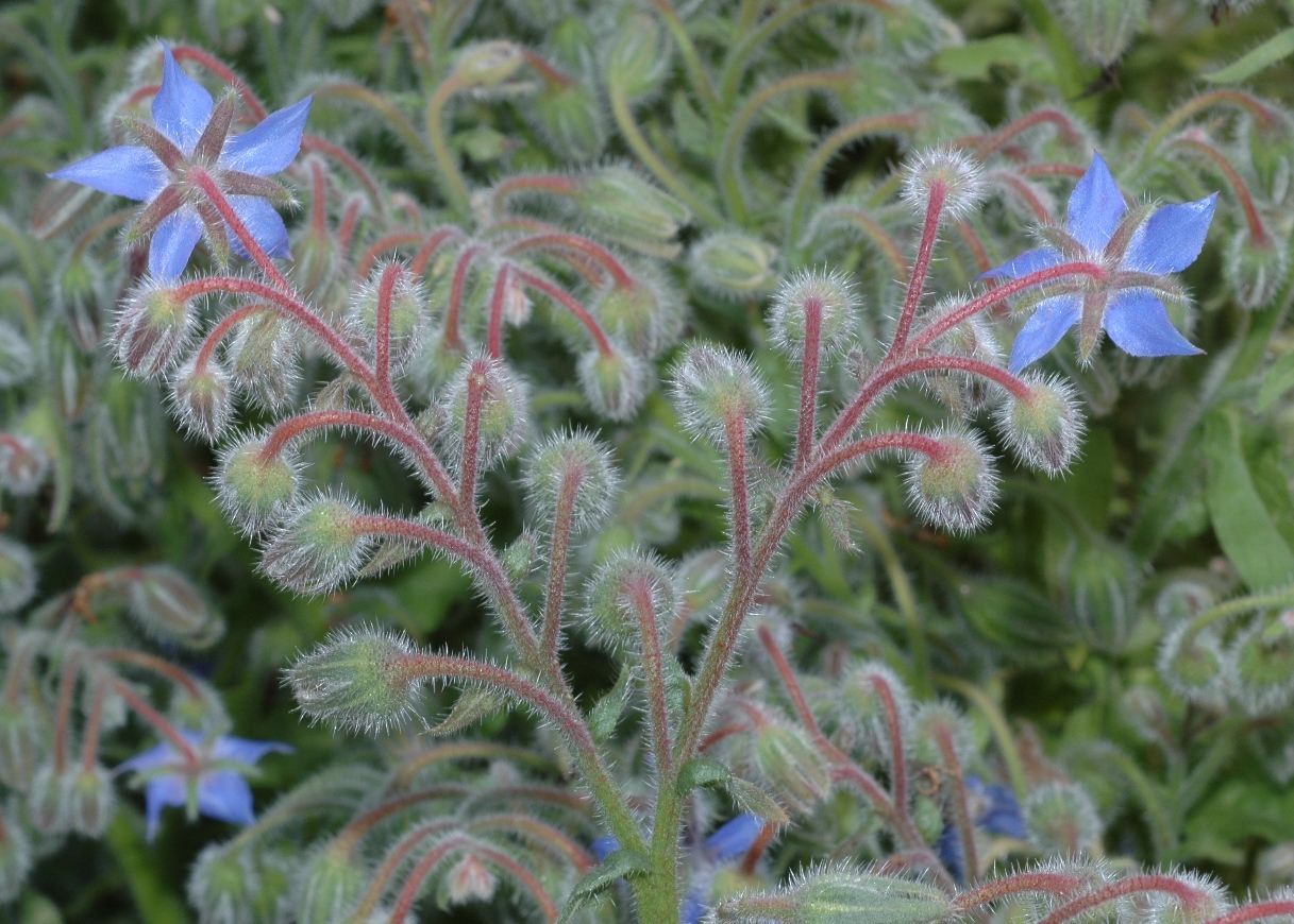 Boraginaceae Borago officinalis