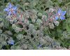 image of Borago officinalis