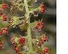 image of Sinowilsonia henryi