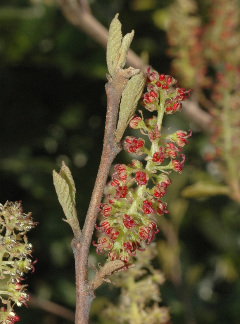 Hamamelidaceae Sinowilsonia henryi