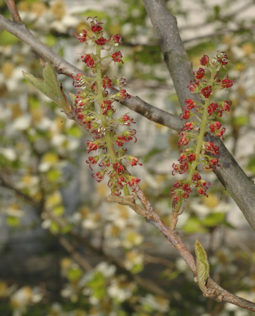 Hamamelidaceae Sinowilsonia henryi