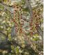 image of Sinowilsonia henryi