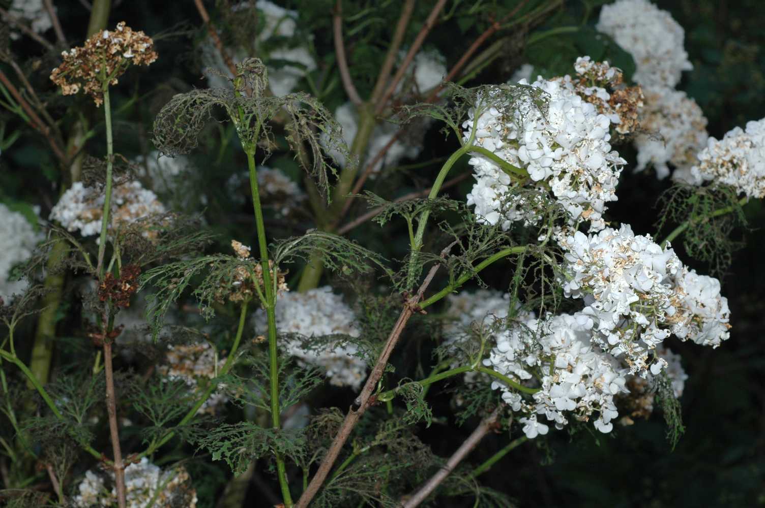 Adoxaceae Viburnum opulus