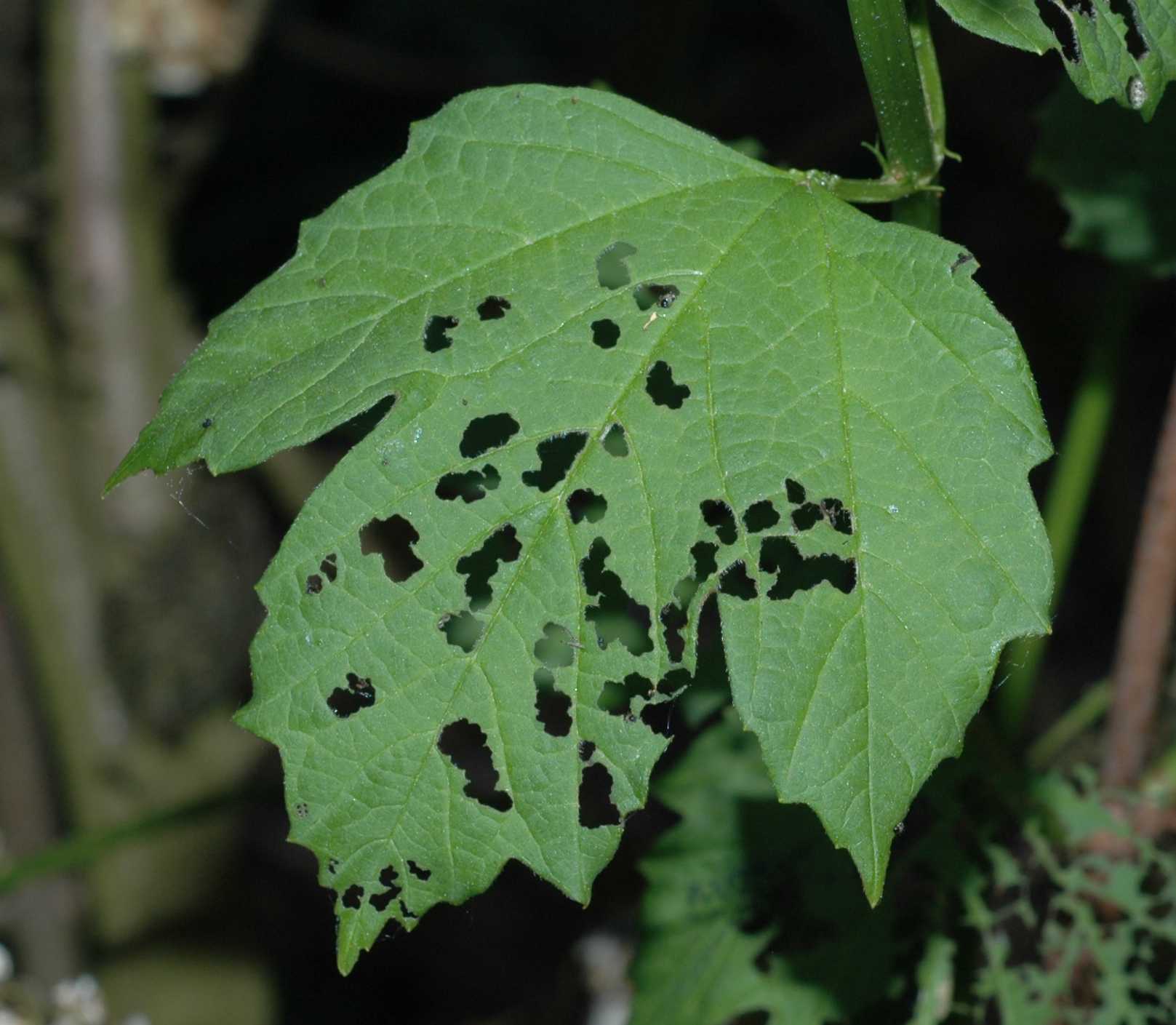 Adoxaceae Viburnum opulus