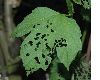 image of Viburnum opulus