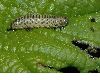 image of Viburnum opulus