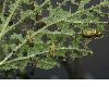 image of Viburnum opulus