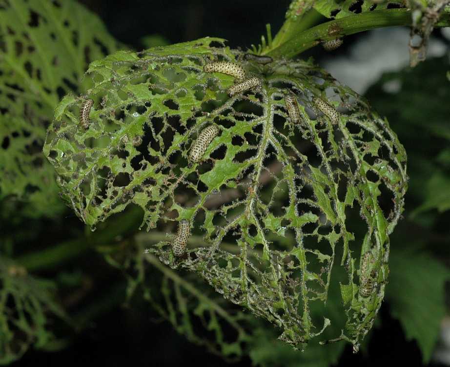 Adoxaceae Viburnum opulus