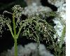 image of Viburnum opulus