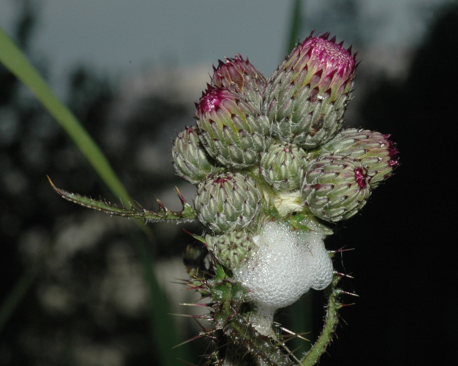 Asteraceae Cirsium palustre