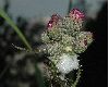 image of Cirsium palustre