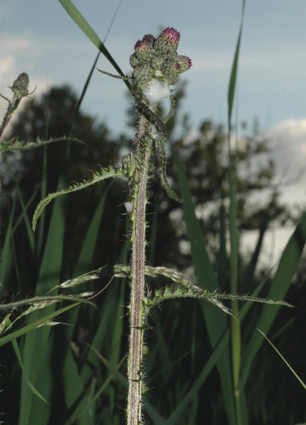 Asteraceae Cirsium palustre