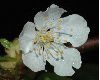 image of Prunus avium