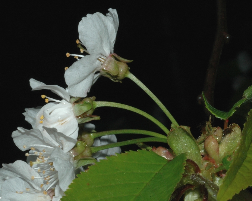 Rosaceae Prunus avium