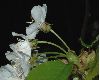 image of Prunus avium