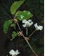 image of Prunus avium