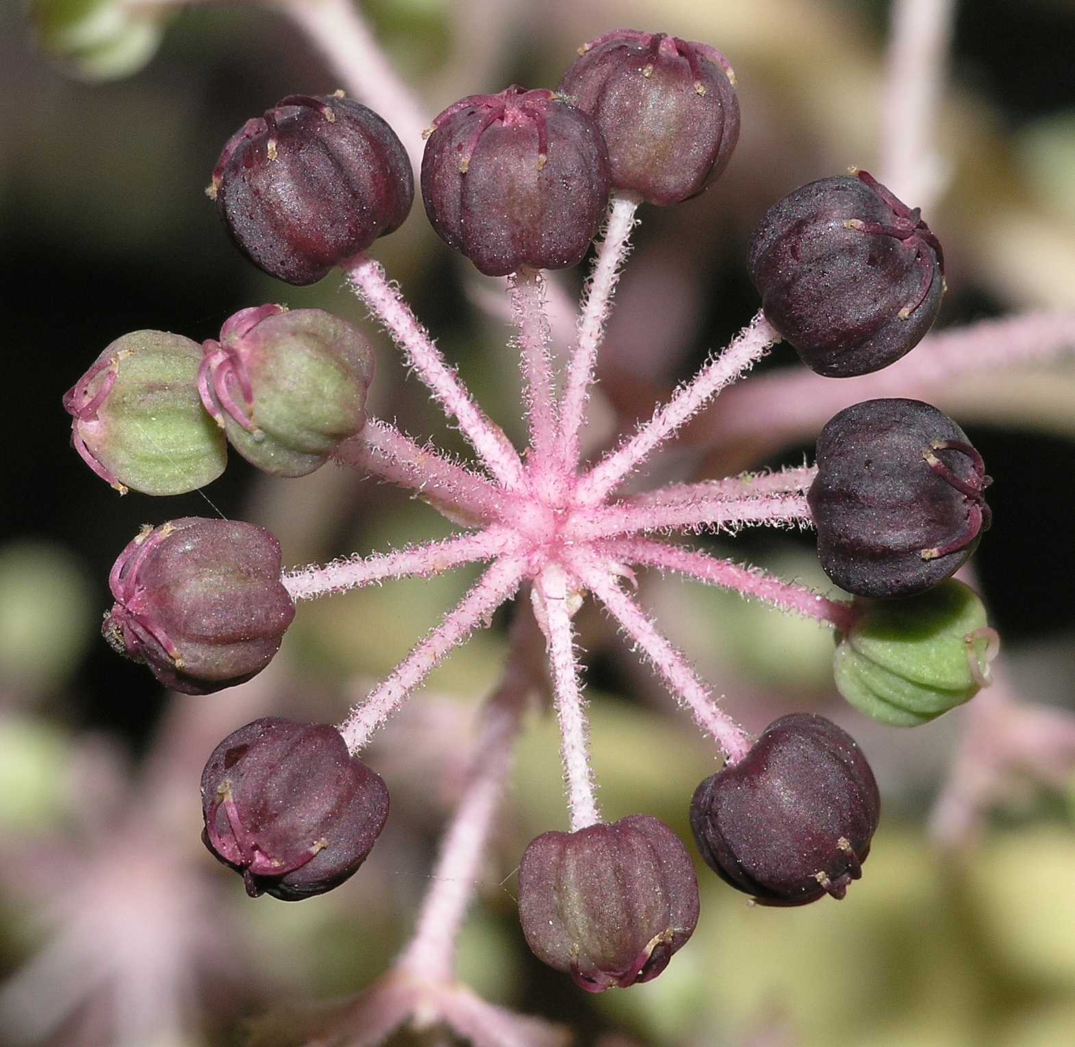 Araliaceae Aralia elata