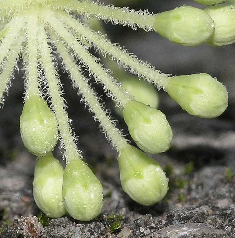 Araliaceae Aralia elata