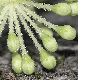 image of Aralia elata