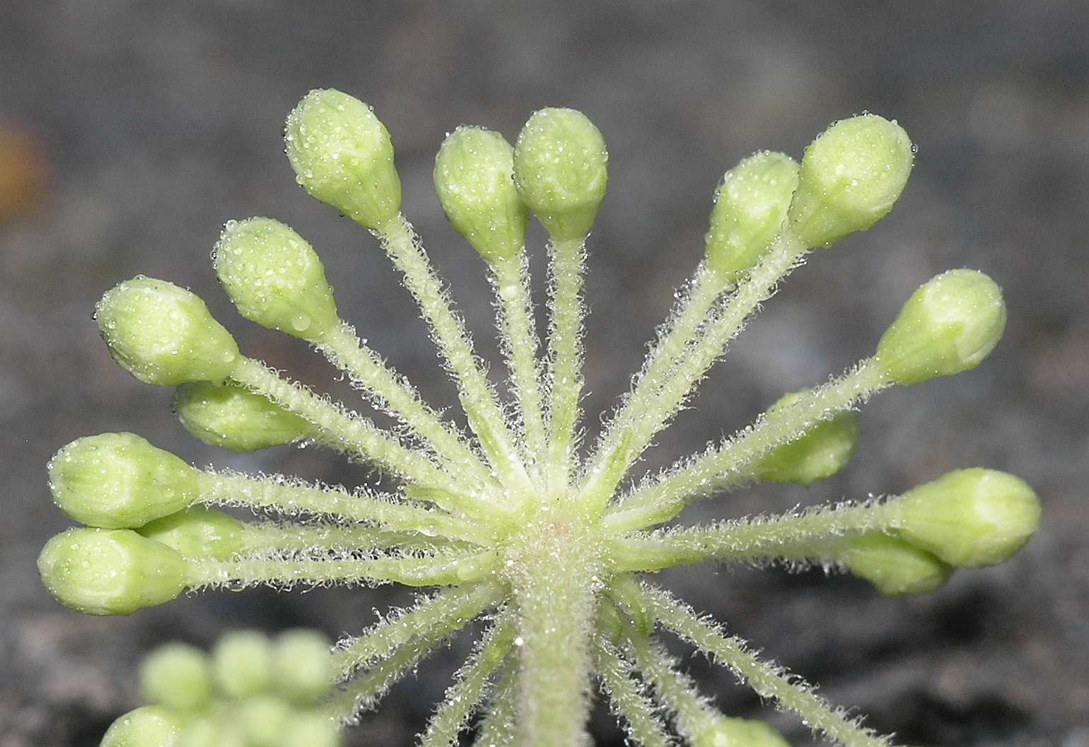 Araliaceae Aralia elata