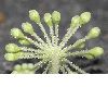 image of Aralia elata