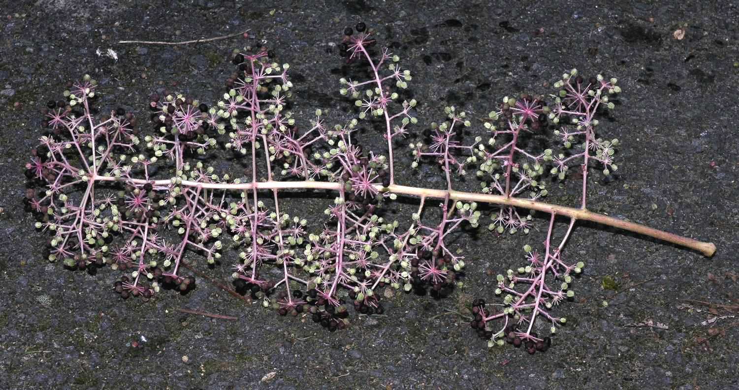 Araliaceae Aralia elata