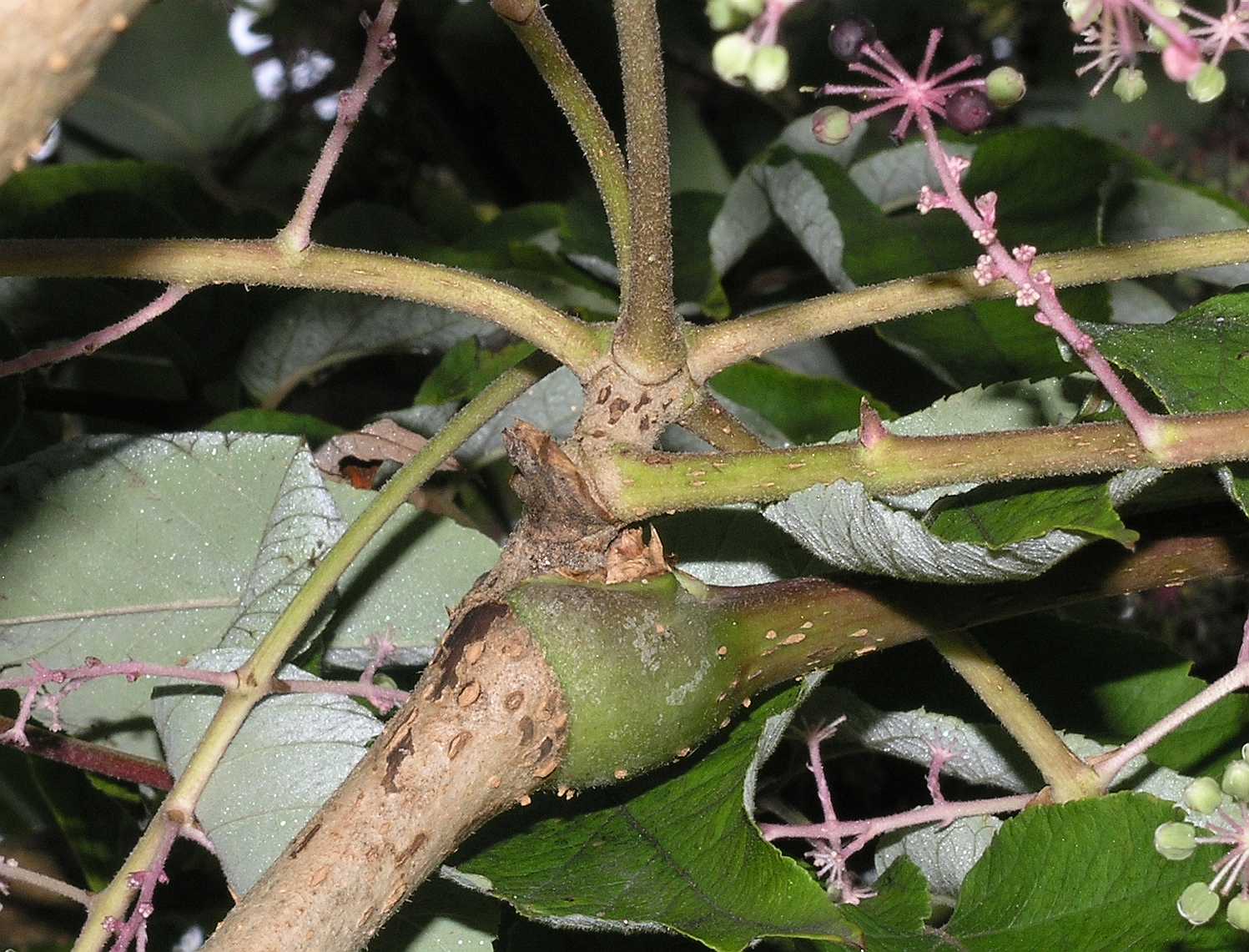 Araliaceae Aralia elata