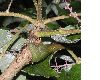 image of Aralia elata