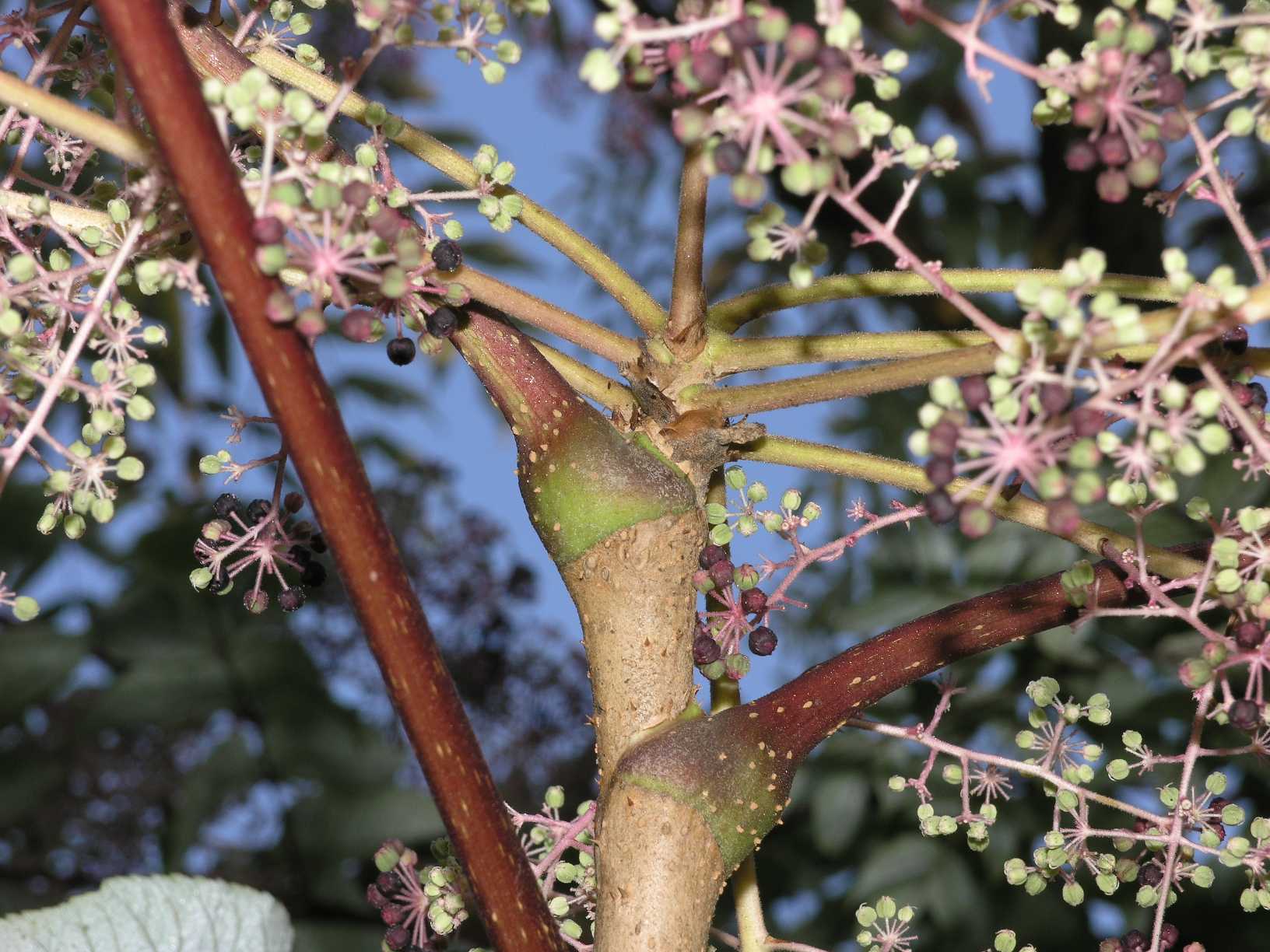 Araliaceae Aralia elata