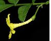 image of Jasminum humile