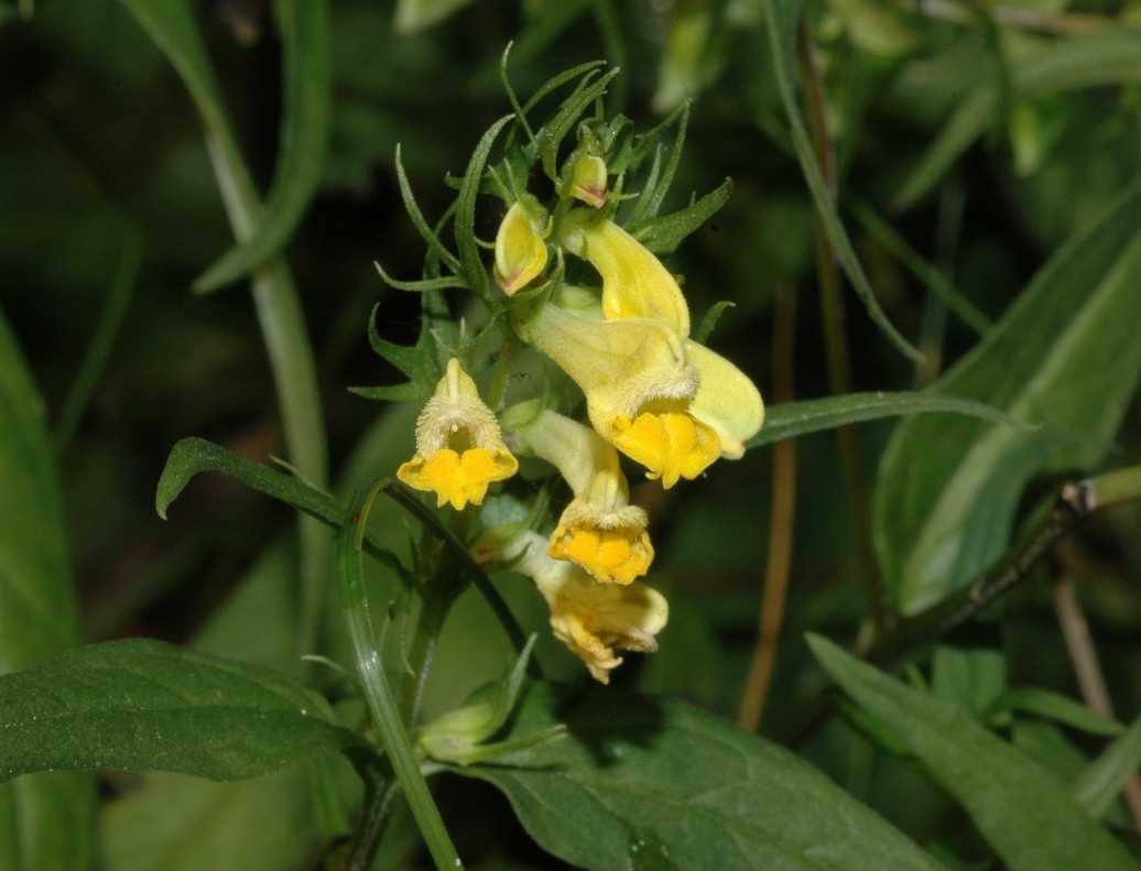 Orobanchaceae Melampyrum pratense