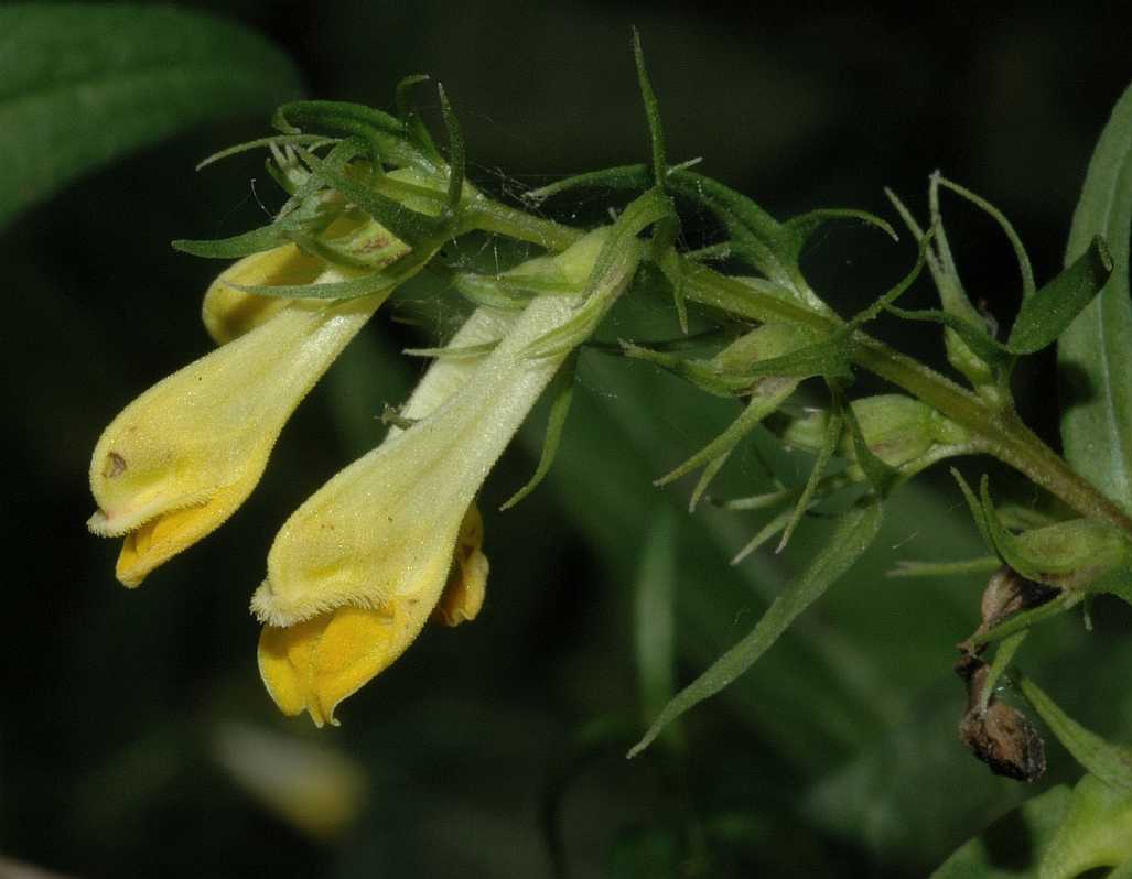 Orobanchaceae Melampyrum pratense